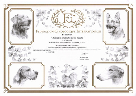 Interšampion C.I.B.